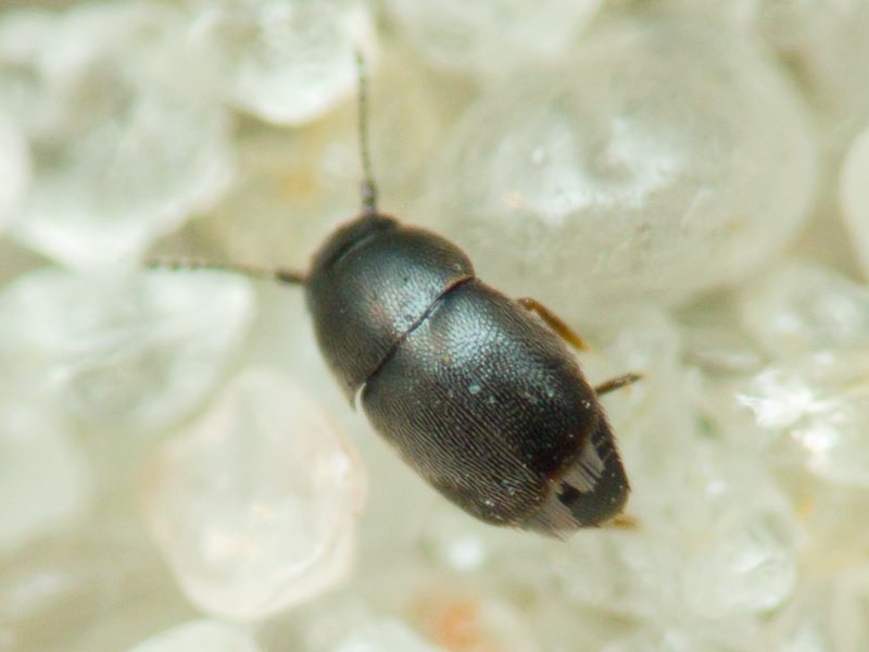 Ptiliidae Erichson, 1845